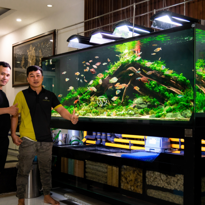 Hồ Cá Quận 8 - Cá Cầu Vồng