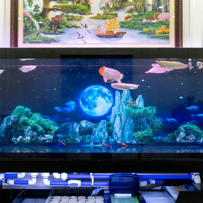 Hồ Cá Tân An - Long An
